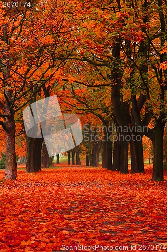 Image of red autumn in the park