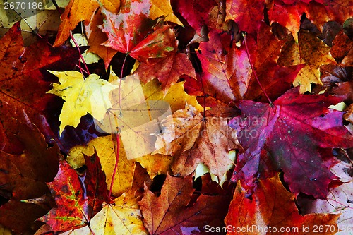 Image of autumnal leaves background