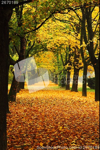 Image of orange autumn in the park