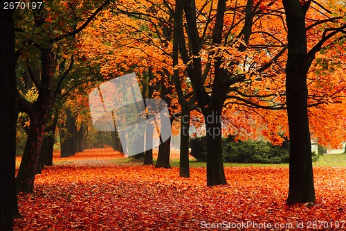 Image of red autumn in the park