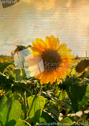 Image of Sunflower on canvas