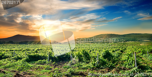 Image of Crimean vineyard