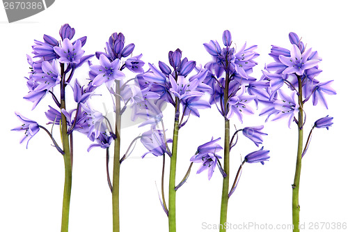 Image of Bluebell Flowers