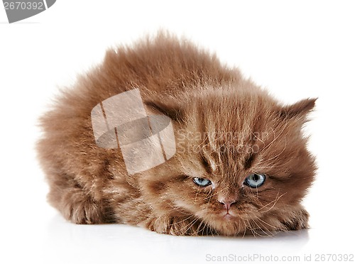 Image of angry kitten