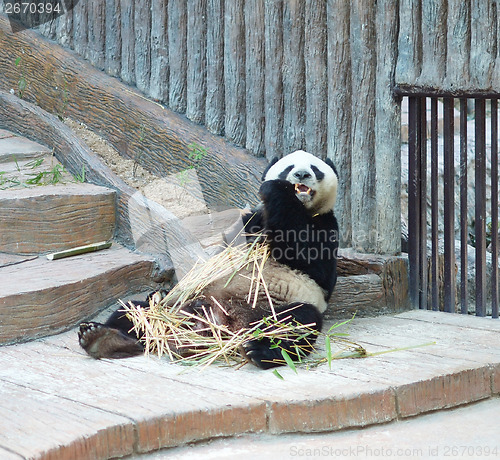 Image of panda