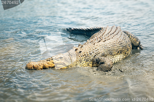 Image of crocodile