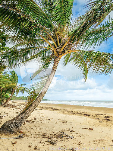 Image of Palm trees