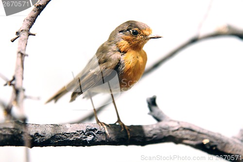 Image of small orange bird 