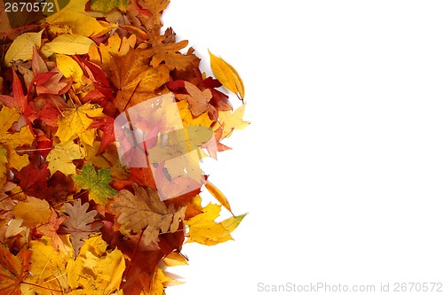 Image of autumn leaves isolated 