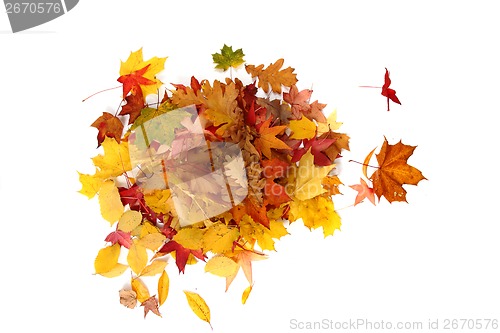 Image of autumn leaves isolated 
