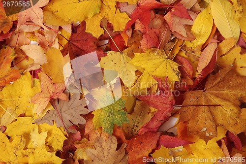 Image of autumn leaves background