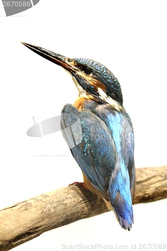 Image of king fisher bird isolated