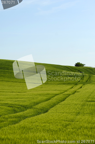 Image of Green field and tree