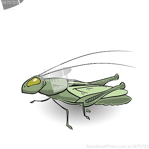 Image of green grasshopper