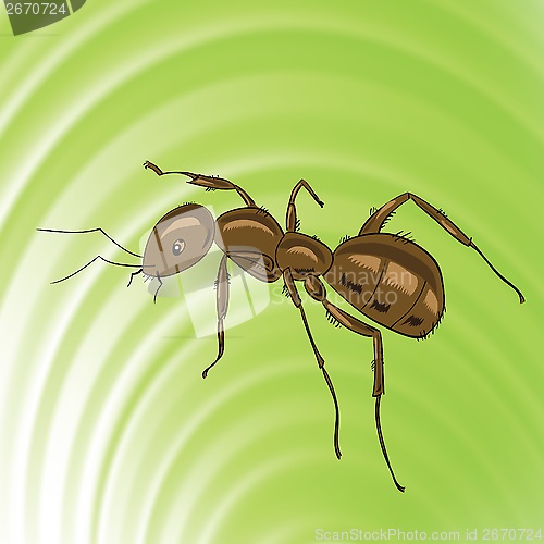 Image of brown ant