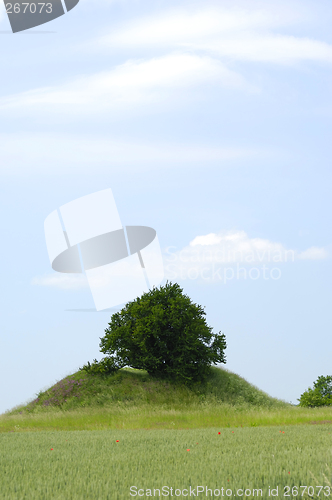 Image of Tree on small hill