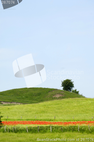 Image of Green hill and tree