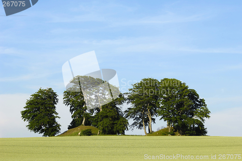 Image of Trees on hills