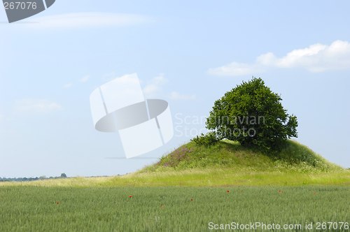 Image of Tree and hill
