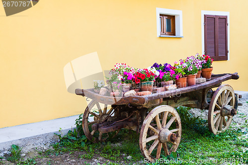 Image of Tuscany flowers