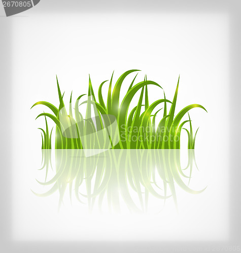 Image of Green grass with reflection, isolated on white background