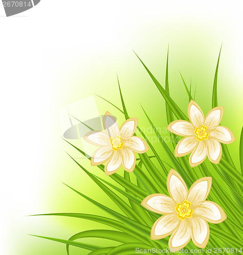 Image of Green grass with flowers, spring background