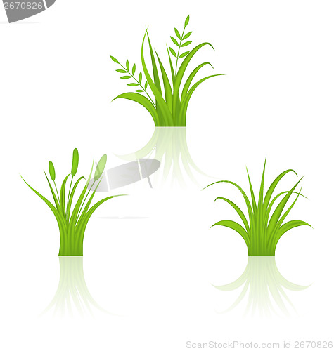 Image of Set green grass isolated on white background