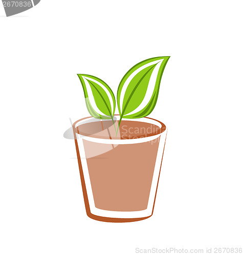 Image of Flowerpot with green leafs plants
