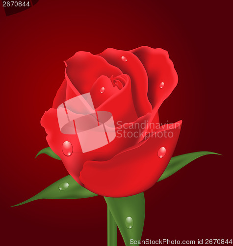 Image of Close-up beautiful realistic rose on red background