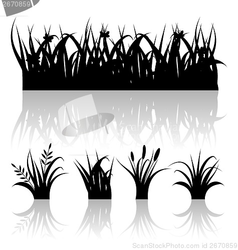 Image of Set silhouette of grass with reflection isolated on white backgr