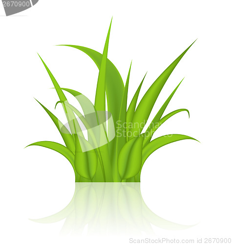 Image of Green grass isolated on white background