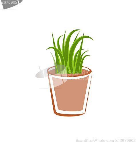 Image of Flowerpot with green grass plants