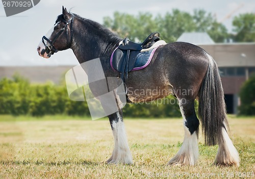 Image of shire horse under saddle