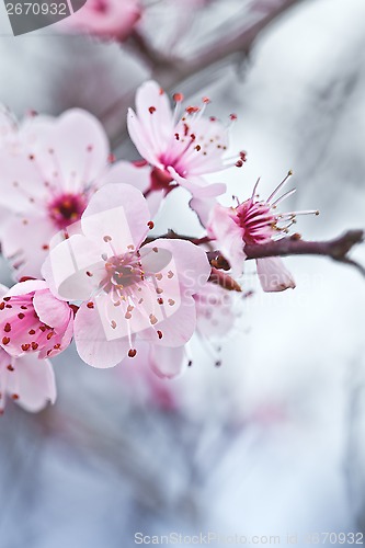 Image of spring blossoms 