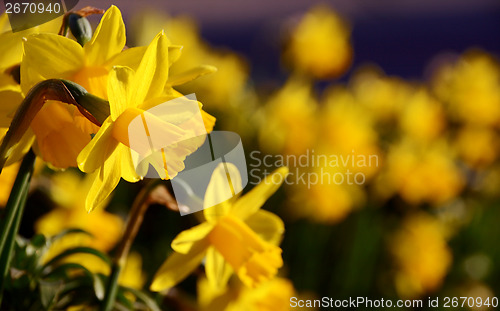 Image of Yellow daffodils in spring