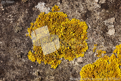 Image of Detail of yellow crustose lichen