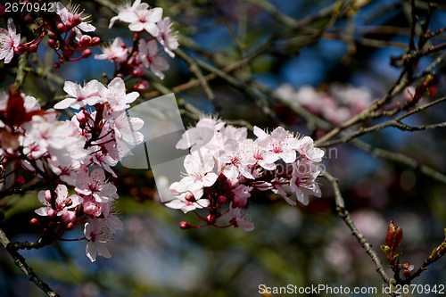 Image of Cherry blossom blooms on the tree