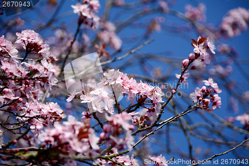 Image of Pink blossom of an ornamental cherry tree