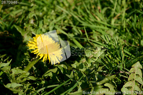 Image of Scavenger fly on a dandelion flower