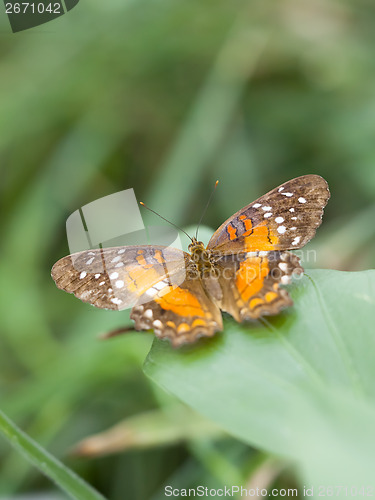 Image of butterfly