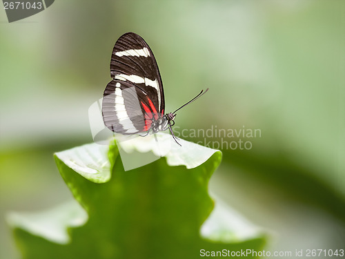 Image of butterfly