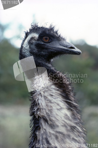 Image of Emu