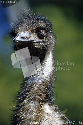 Image of Emu