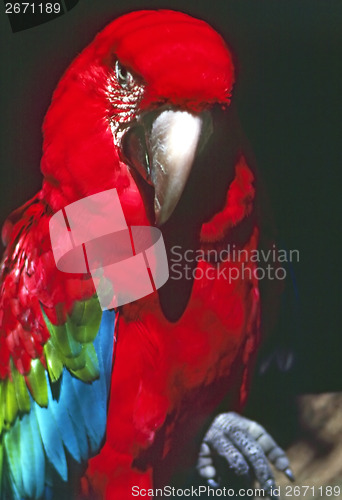 Image of Macaw