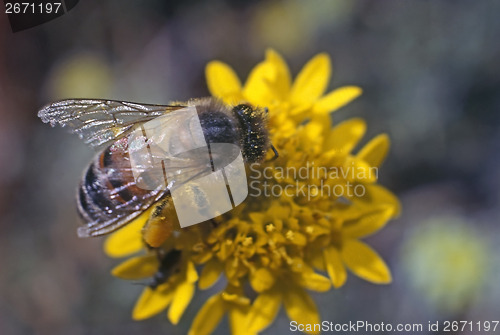 Image of Honey Bee