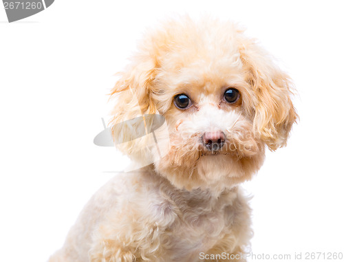 Image of Brown poodle portrait