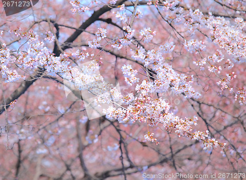 Image of Sakura