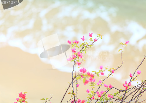 Image of Small pink azalea with sandy beach background