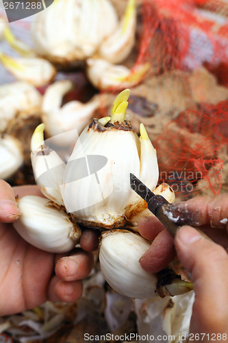Image of Cutting narcissus bulb by human hand