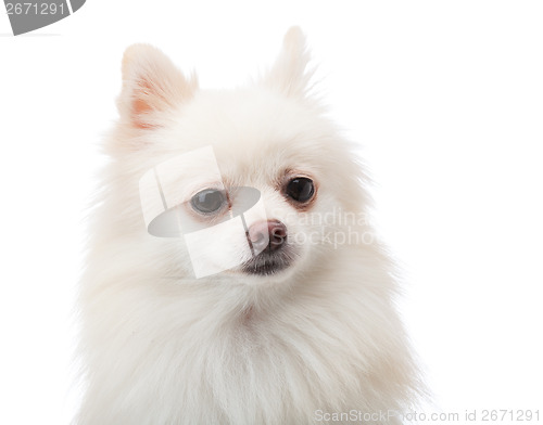 Image of White pomeranian isolated